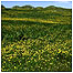 Coll flowers and machair c/o Tony Oliver 