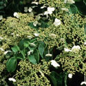 Hydrangea anomala subsp. Petiolaris, Climbing hydrangea