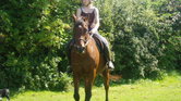 A Sunny Horse... A Sunny Horse...