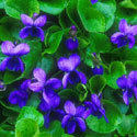 Viola odorata, Sweet violet