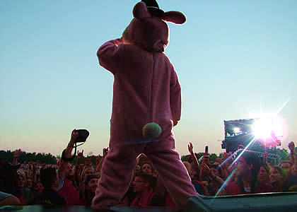 Green Day bunny