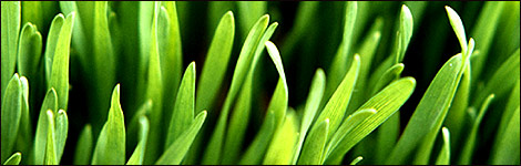 Resowing your lawn?