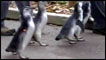 Pinguins em San Francisco