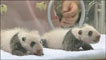 Pandas em Wakayama