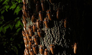 Cicada mass emergence © Mark Linfield