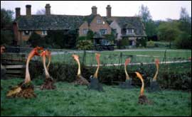 Triffids
