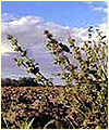 Ploughed field