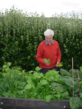 Joy with a bed of mixed greens