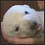 Knut