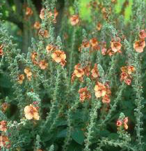 Verbascum  Helen Johnston