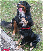 Tally and Drago