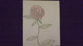 A Beautiful Rose... A Beautiful Rose...