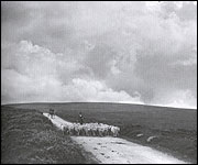 Moving sheep across Dartmoor