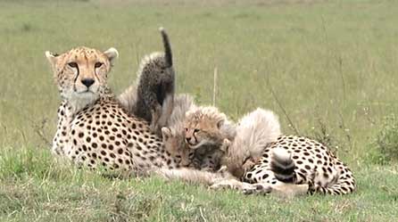 Cheetah with cubs Shakira the cheetah with cubs