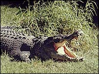Crocodilo