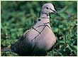 collared dove