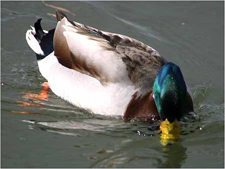 Mallard