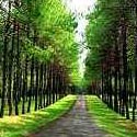 Avenue with Trees