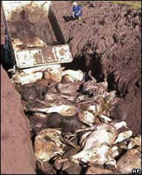 Vacas sacrificadas no surto brasileiro, no ano passado