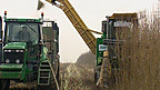 Biomass