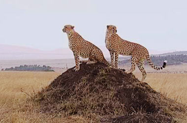 Honey's two brothers Two male cheetahs on mound