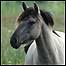 Pony