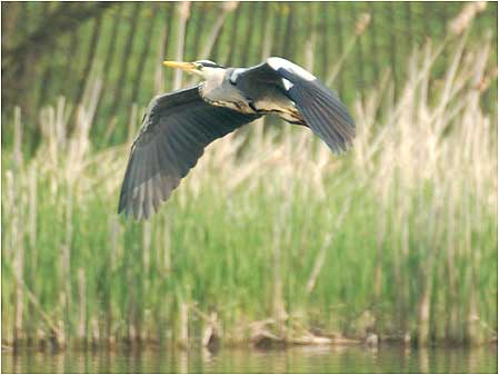 Heron in flight