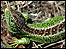 Video guides (Image: Sand Lizard)