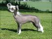 Cãe de crista chinês (Foto: Tommy Gildse / Wikimedia Commons)