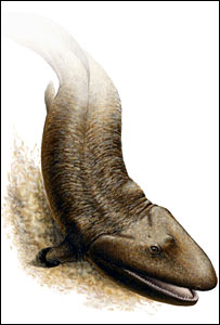 Animal 