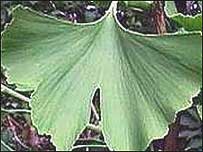 Ginkgo biloba (arquivo)