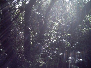 The secret garden