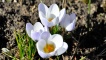 Crocus chrysanthis - Princess Beatrice