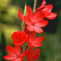 Schizostylis, Kaffir lily