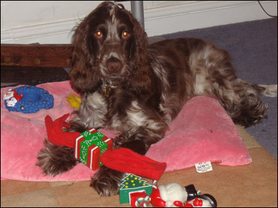 Molly the dog