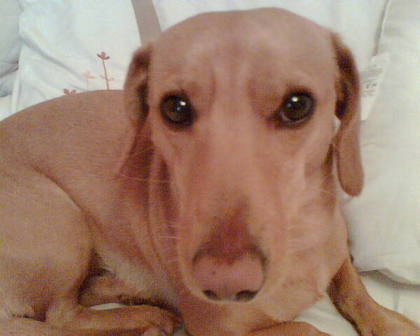 A dog with a rats face, nice.