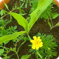 Sweetcorn and marigold