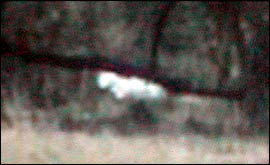 Is this a big cat?