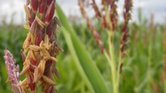Maize