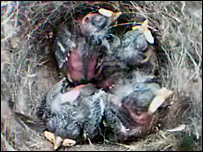 Blue Tit Nestcam