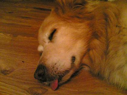 A dog, licking a floor. Hopefully.
