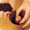 Plant the seed, then cover with soil
