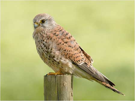 Kestrel