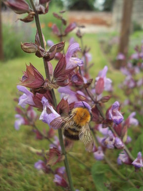 bees
