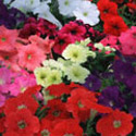 Petunia