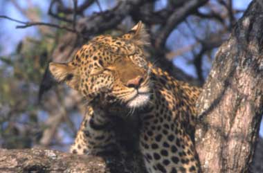 Leopard Shadow sleeping in a tree