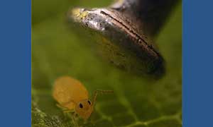 Globular Springtail (Sminthurides aquaticus) beside a pin head © Sinclair Stammers