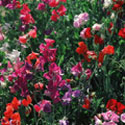 Lathyrus odoratus, Sweet pea