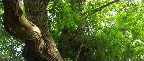 Wiltshire's Ancient Trees