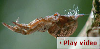 Play video - amazing web